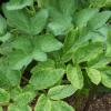 Angelica