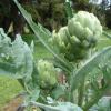 Artichokes (Globe)