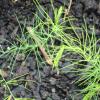 Asparagus