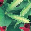 Asparagus Pea