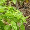 Basil