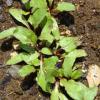 Beetroot