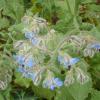 Borage