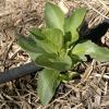 Broad Beans