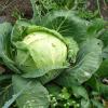 Cabbage
