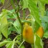 Capsicum