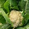 Cauliflower