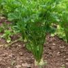 Celeriac