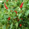 Chilli peppers