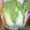 Chinese cabbage