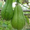 Choko/Chayote