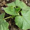 Cucumber
