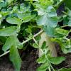 Daikon