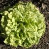 Endive