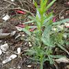 French tarragon