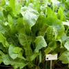 Horseradish