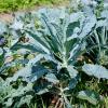 Kale