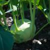 Kohlrabi