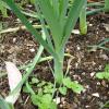 Leeks