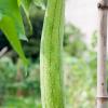 Luffa