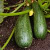 Marrow