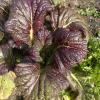Mustard greens