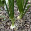 Onion