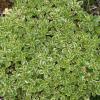 Oregano