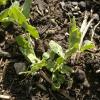 Peas