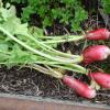 Radish
