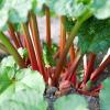Rhubarb