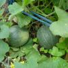 Rockmelon