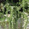 Rosemary