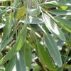 Sage