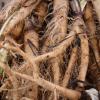 Salsify
