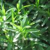 Savory - winter savory
