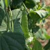 Snow Peas