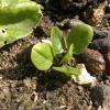 Spinach