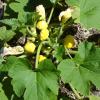 Squash