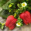 Strawberries (from seeds)