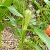 Sweet corn