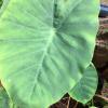 Taro