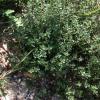 Thyme