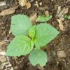 Tomatillo