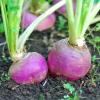 Turnip