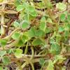 Yam/Oca